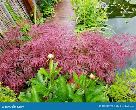 Japanese Maple Acer Palmatum Stock Image Image Of Maple Fall 273216725