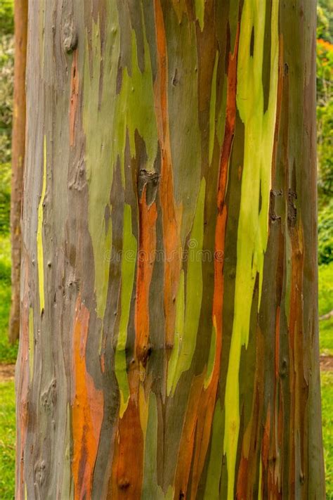 Detail Of Colorful Bark Of Rainbow Eucalyptus Tree Stock Image Image