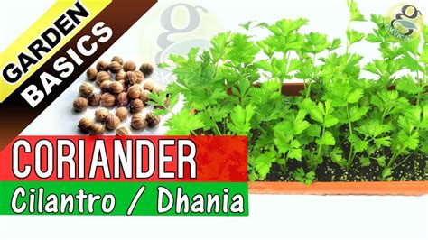 How To Grow Coriander From Seeds Care And Growing Cilantro From Seeds