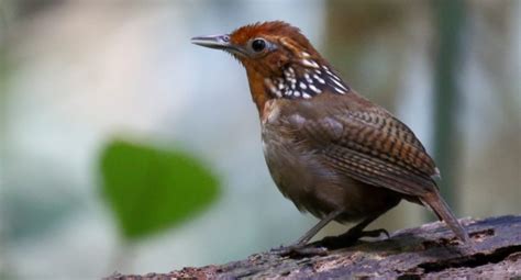 O Pássaro Uirapuru Um Símbolo Místico da Amazônia