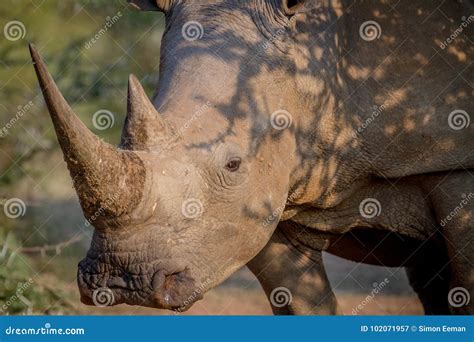 Side Profile Of A White Rhino Stock Image Image Of Rhinoceros