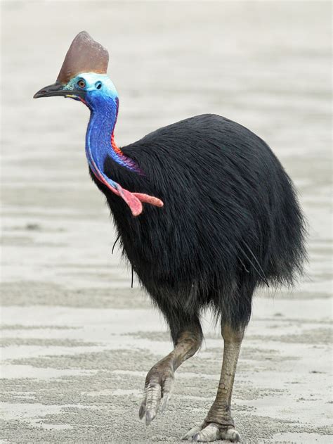 cassowary creepy animals