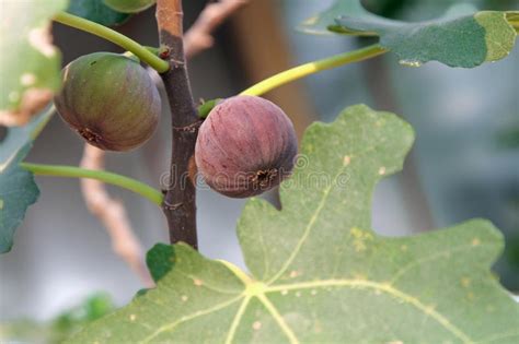 Los Higos Comunes Crudos Y Maduros Dan Fruto En La Rama De La Higuera