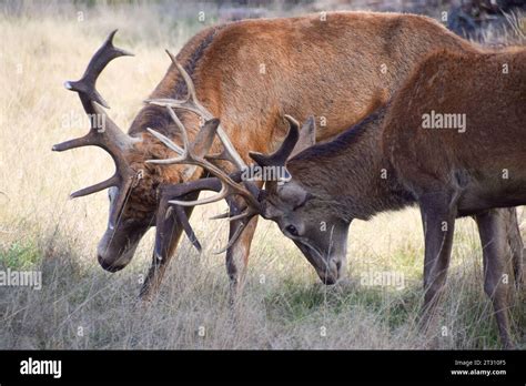 London England Uk 22nd Oct 2023 Two Stags Lock Antlers During The