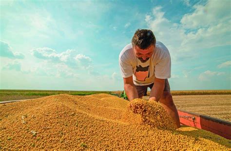 Soybean Harvest 2024 Nelle Yalonda