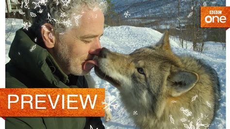 Gordon Buchanan Comes Face To Face With A Wolf Life In The Snow