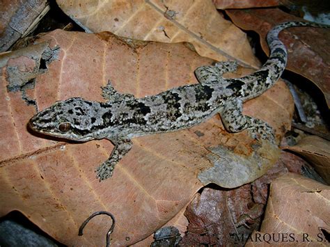 Reptossaurus Lagartos Da Caatinga