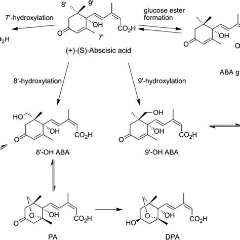 Aba Biosynthetic Pathway See Text For A Detailed Description Download Scientific Diagram