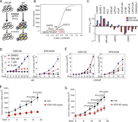 Inhibition Of Ezh Transactivation Function Sensitizes Solid Tumors To