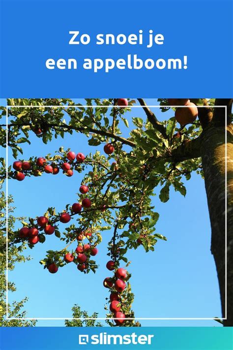 Appelboom Snoeien De Beste Tips Voor Snoei Na Aanplant Wintersnoei