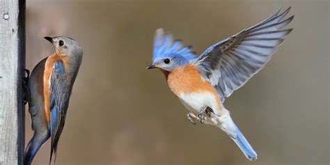 Wild bird feeder - Best, Review - Bird Informer