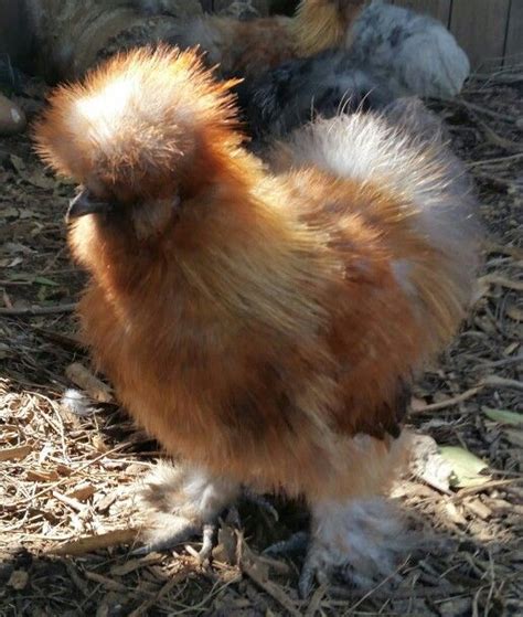 Blue Partridge Silkie I Love Those Golden Colors Silkies Chickens