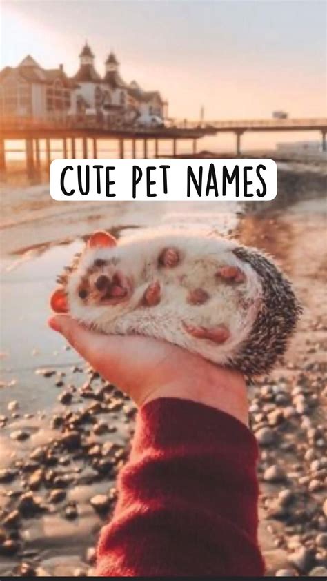 Cute pet names – Artofit