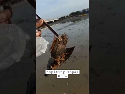 Hewan Purba Penyelamat Jutaan Manusia Belangkas Mimi Kepiting