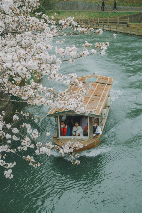 kyoto cherry blossoms japan5 - Living + Nomads – Travel tips, Guides ...