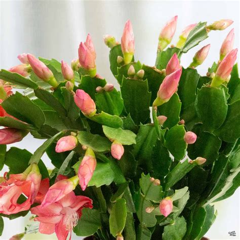 Christmas Cactus — Green Acres Nursery & Supply