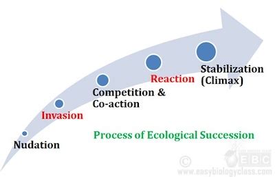 5 Stages Of Primary Succession