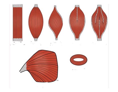 fascicle types Quiz