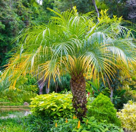 Pygmy Date Palm Care: How To Grow Phoenix Roebelenii