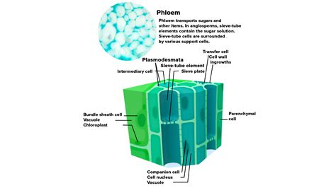 What is phloem in vascular tissue? Give its components and functions ...