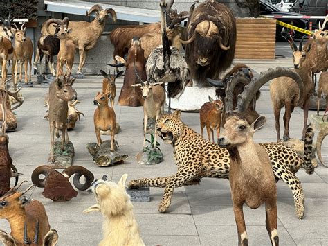 Istanbul police bust wildlife trafficking ring: 396 Taxidermied animals
