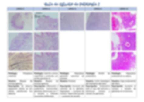 Solution Gu A De Estudio De Patolog A Dep Sitos Intra Y