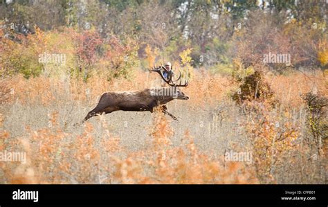 Hunting for red deer Stock Photo - Alamy