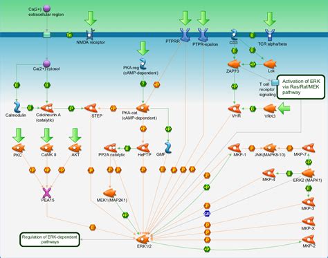 Signal Transduction Erk Interactions Inhibition Of Erk Pathway Map