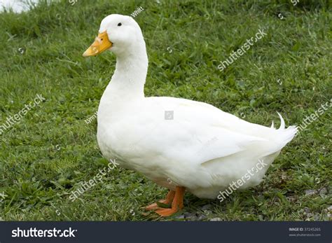 White Male Duck Pekin Stock Photo 37245265 - Shutterstock