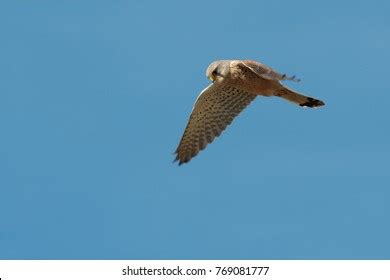 Adult Male Common Kestrel Falco Tinnunculus Stock Photo