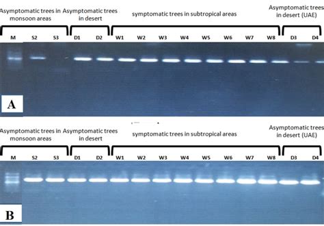 Genetic Analysis Of Candidatus Phytoplasma Aurantifolia Associated