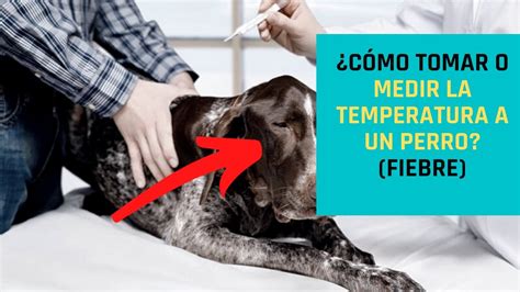 Cómo Tomar o Medir La Temperatura a Un Perro Fiebre YouTube