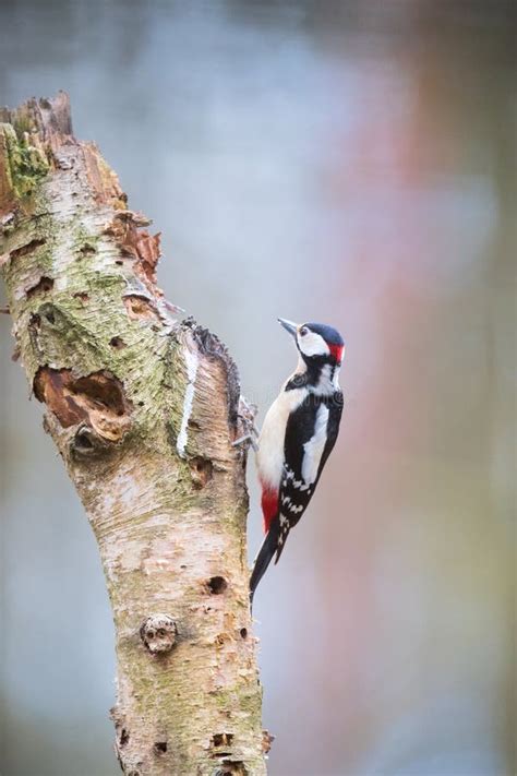 Great Woodpecker On Tree Trunk Stock Image Image Of European Greater