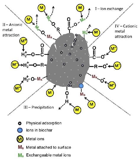 Biochar Structure