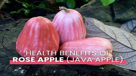 What Are The Amazing Health Benefits Of Rose Apple (Java Apple ...