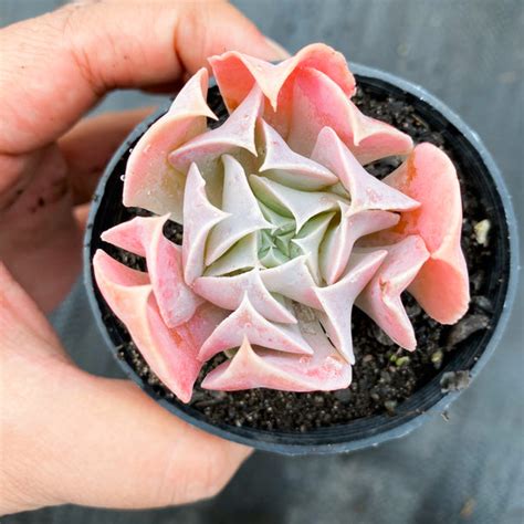 Echeveria ‘swan Lake Let Love Grow Succulent And Cactus