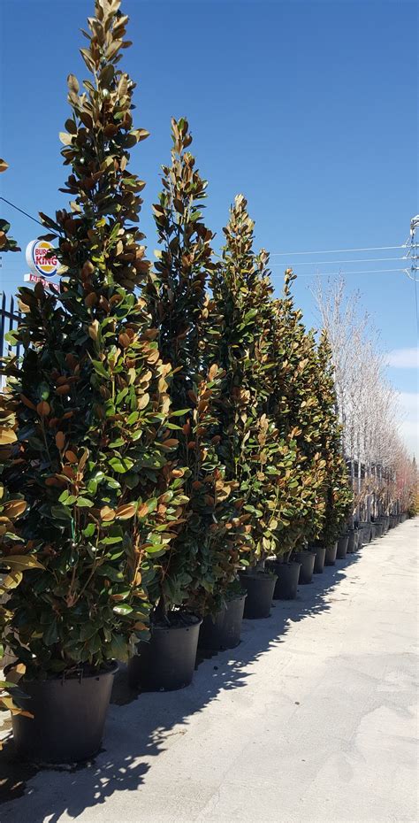 Ejemplares Viveros Pe A Centro Jardiner A Plantas Y Rboles En Madrid