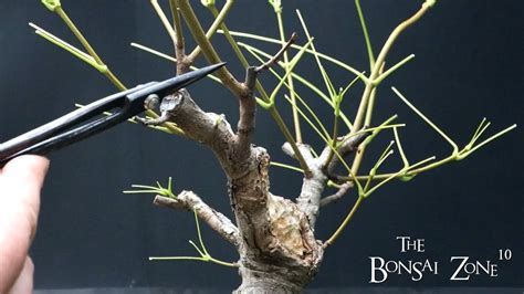 Summer Pruning Maples The Bonsai Zone July 2023 Youtube