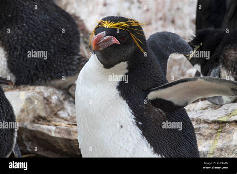 Macaroni Penguin Eudyptes Chrysolophus Adult Nesting In Rockhopper