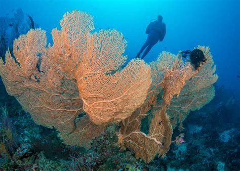 Dive Gizo Solomon Islands Mar Apr Brisbane Scuba Dive