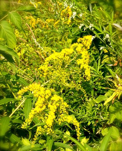 NEW ENGLAND FOLKLORE: Goldenrod Folk Medicine