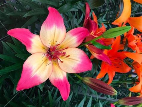 Lilium Heartstrings Asiatic Lily Eberts Greenhouse