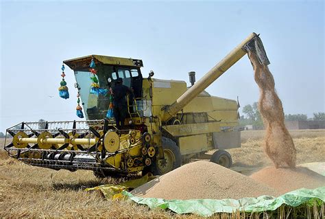 Farmers harvesting wheat crop through combined harvester machine in ...