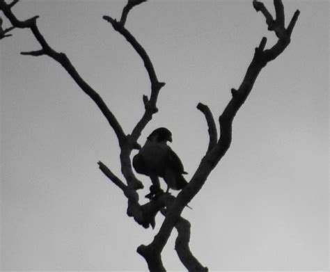 Foto Falc O Peregrino Falco Peregrinus Por Pablo Junot Wiki Aves