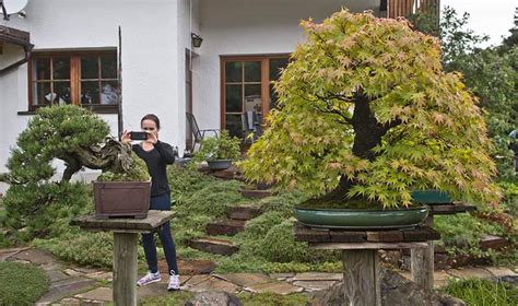 Brilliant Bonsai Garden and Only a Touch of Envy – Stone Lantern