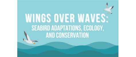 Wings Over Waves: Seabird Adaptations, Ecology, and Conservation | Reef Environmental Education ...