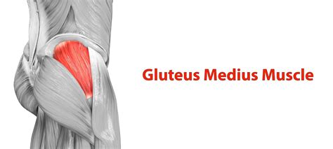 5 Best Glute Medius Exercises South Island Physiotherapy