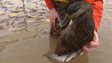 Duck Banding In Search Of The Black Duck Youtube