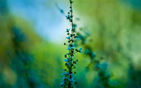 HD wallpaper: blue petaled flowers, blur, background, grass, nature, plant | Wallpaper Flare