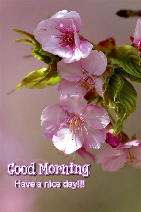 Some Pink Flowers Are On A Branch With The Words Good Morning Have A